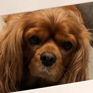 Meet your Posher, Krista